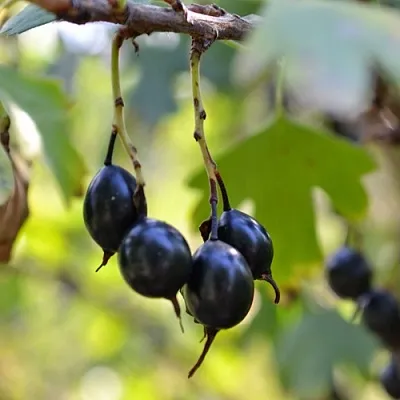 Смородина золотистая ДУСТЛИК  Смородина золотистая ДУСТЛИК в Орле