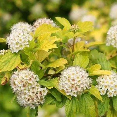 Пузыреплодник АНГЕЛ ГОЛД  Пузыреплодник АНГЕЛ ГОЛД в Орле