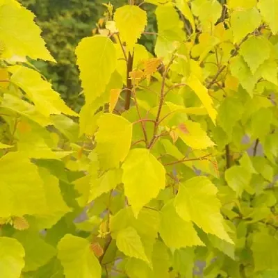 Берёза ГОЛДЕН ОБЕЛИСК повислая   Берёза ГОЛДЕН ОБЕЛИСК повислая  в Орле