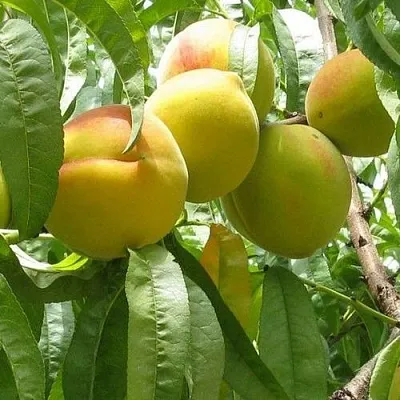 Персик СЕЯНЕЦ СТАРКА  Персик СЕЯНЕЦ СТАРКА в Орле