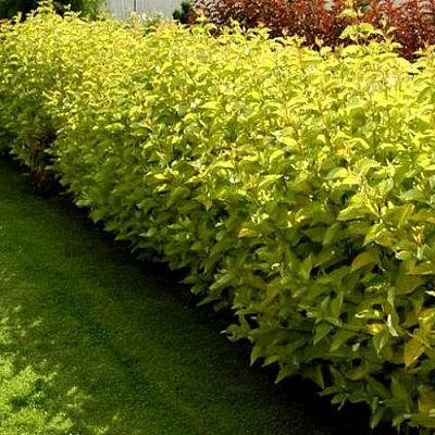 Комплект ДАРТС ГОЛД в Орле