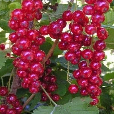 Смородина красная ПУРПУРНАЯ  Смородина красная ПУРПУРНАЯ в Орле