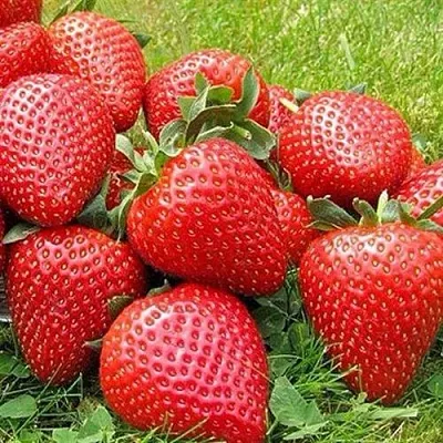 Клубника ЭЛИАНЕ  Клубника ЭЛИАНЕ в Орле