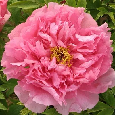 Пион СЕРЕБРИСТЫЙ РУЧЕЙ древовидный  Пион СЕРЕБРИСТЫЙ РУЧЕЙ древовидный в Орле