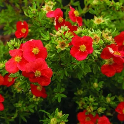 Лапчатка РЕД АЙС кустарниковая  Лапчатка РЕД АЙС кустарниковая в Орле