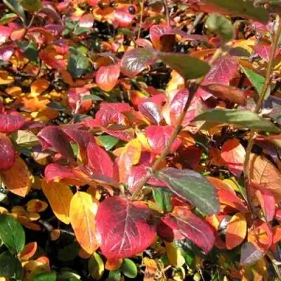 Кизильник блестящий в Орле