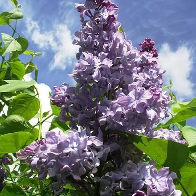 Сирень КРЫЛЬЯ НАДЕЖДЫ  Сирень КРЫЛЬЯ НАДЕЖДЫ в Орле