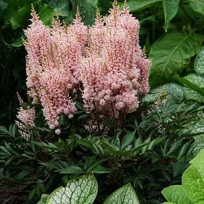 Астильба ЛУК ЭТ МИ японская  Астильба ЛУК ЭТ МИ японская в Орле