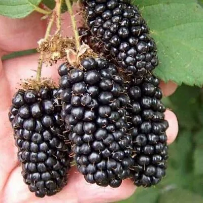 Ежевика ЛОХ НЕСС бесшипная  Ежевика ЛОХ НЕСС бесшипная в Орле