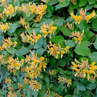 Жимолость ТЕЛЬМАНА в Орле