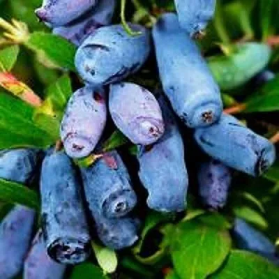 Жимолость съедобная ВОЛХОВА  Жимолость съедобная ВОЛХОВА в Орле