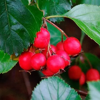 Боярышник ЛЮДМИЛ  Боярышник ЛЮДМИЛ в Орле