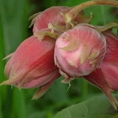 Фундук АКАДЕМИК ЯБЛОКОВ  Фундук АКАДЕМИК ЯБЛОКОВ в Орле