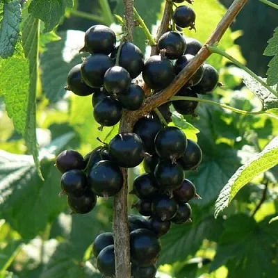 Смородина черная ВОЛОГДА в Орле