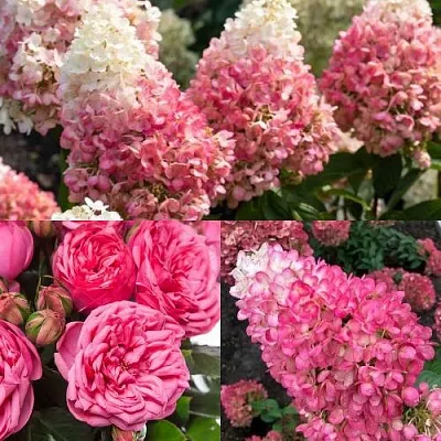 Комплект МАЛИНОВЫЙ ДЕСЕРТ в Орле