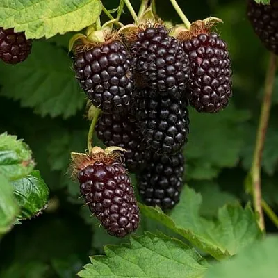 Ежемалина  Ежемалина в Орле