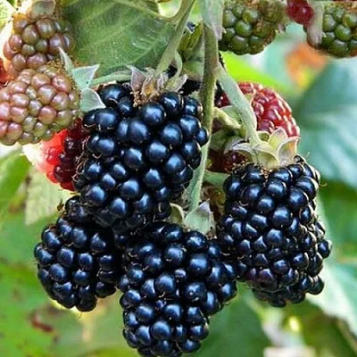 Ежевика ОУАЧИТА бесшипная  Ежевика ОУАЧИТА бесшипная в Орле