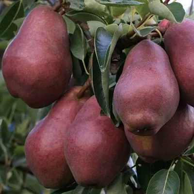 Груша РЕД ВИЛЬЯМС  Груша РЕД ВИЛЬЯМС в Орле