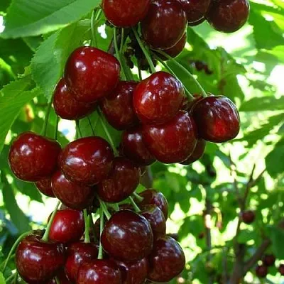 Вишня ВОСТОРГ колонновидная  Вишня ВОСТОРГ колонновидная в Орле