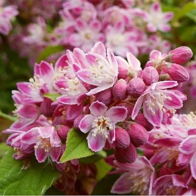 Дейция СТРОБЕРРИ ФИЛДС   Дейция СТРОБЕРРИ ФИЛДС  в Орле