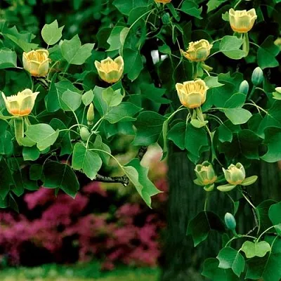 Лириодендрон   Лириодендрон  в Орле