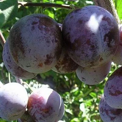 Слива РЕНКЛОД ХАРИТОНОВОЙ  Слива РЕНКЛОД ХАРИТОНОВОЙ в Орле