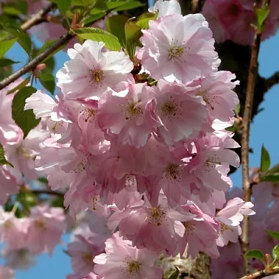 Вишня АККОЛЕЙД цветущая  Вишня АККОЛЕЙД цветущая в Орле