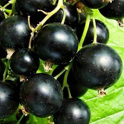 Смородина черная ДАЧНИЦА  Смородина черная ДАЧНИЦА в Орле