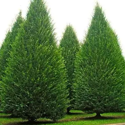 Граб   Граб  в Орле