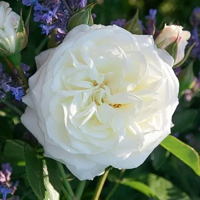 Саженцы роз АЛАБАСТЕР флорибунда  Саженцы роз АЛАБАСТЕР флорибунда в Орле