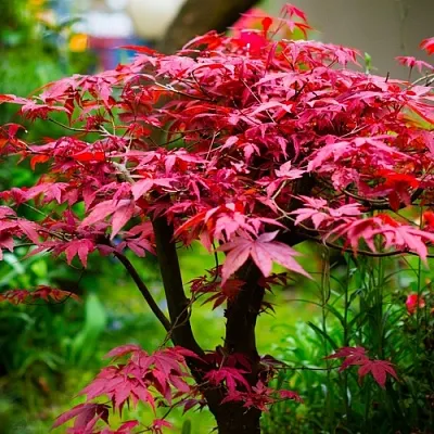 Клен дланевидный АТРОПУРПУРЕУМ  Клен дланевидный АТРОПУРПУРЕУМ в Орле