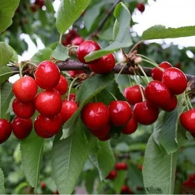 Черешня ДОНЕЦКАЯ КРАСАВИЦА  Черешня ДОНЕЦКАЯ КРАСАВИЦА в Орле