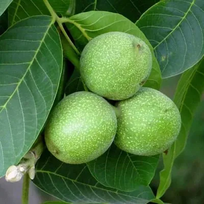 Грецкий орех ЮРИЙ ГАГАРИН  Грецкий орех ЮРИЙ ГАГАРИН в Орле