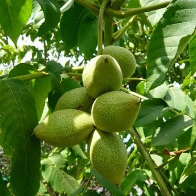 Маньчжурский орех   Маньчжурский орех  в Орле