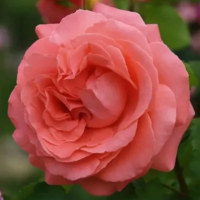 Саженцы роз ДИДИ БРИДЖУОТЕР плетистая  Саженцы роз ДИДИ БРИДЖУОТЕР плетистая в Орле