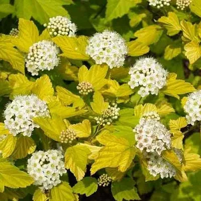 Пузыреплодник ДАРТС ГОЛД  Пузыреплодник ДАРТС ГОЛД в Орле