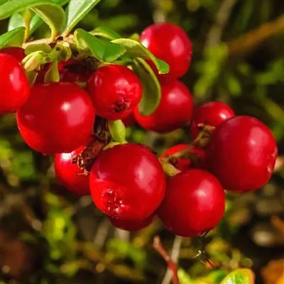 Брусника  Брусника в Орле