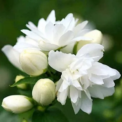 Жасмин ШНЕЕШТРУМ  Жасмин ШНЕЕШТРУМ в Орле