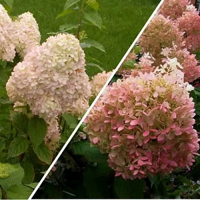 Комплект НЕЖНЫЕ ЧУВСТВА в Орле