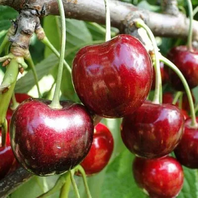 Черешня САШЕНЬКА  Черешня САШЕНЬКА в Орле