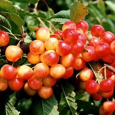 Черешня БЮТТНЕРА КРАСНАЯ  Черешня БЮТТНЕРА КРАСНАЯ в Орле