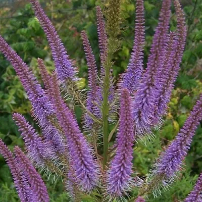 Вероникаструм ФАСЦИНЕЙШН  Вероникаструм ФАСЦИНЕЙШН в Орле