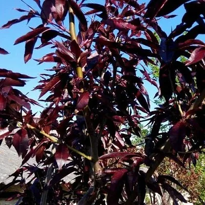 Персик БУРГУНДИ краснолистный  Персик БУРГУНДИ краснолистный в Орле