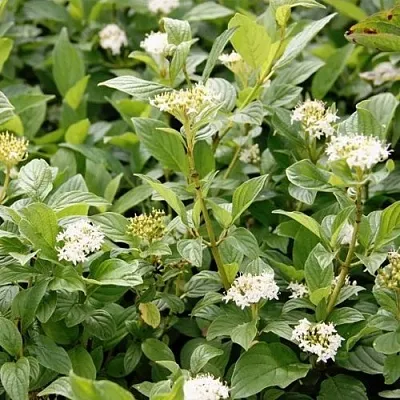 Дерен ФЛАВИРАМЕА отпрысковый   Дерен ФЛАВИРАМЕА отпрысковый  в Орле