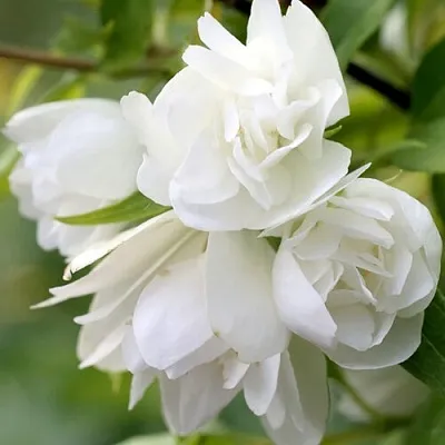 Жасмин МАНТО Д’ЭРМИН  Жасмин МАНТО Д’ЭРМИН в Орле