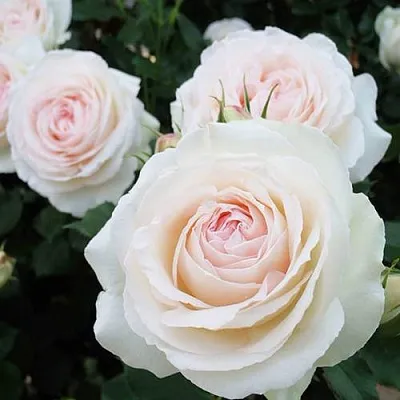 Саженцы роз ПАЛЕ РОЯЛЬ плетистая  Саженцы роз ПАЛЕ РОЯЛЬ плетистая в Орле