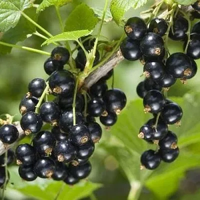 Смородина чёрная ВОЛШЕБНИЦА в Орле