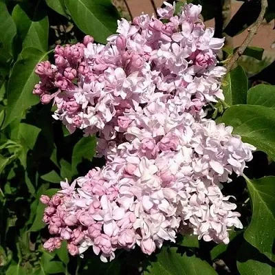 Сирень МИЛОСЕРДИЕ  Сирень МИЛОСЕРДИЕ в Орле