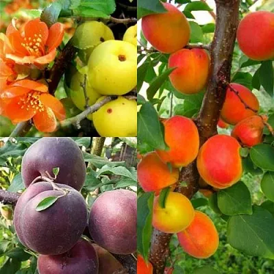 Комплект САД ДЛЯ ГУРМАНА в Орле