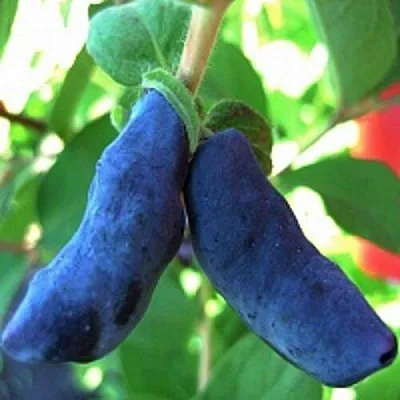 Жимолость съедобная БАКЧАРСКИЙ ВЕЛИКАН  Жимолость съедобная БАКЧАРСКИЙ ВЕЛИКАН в Орле